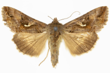 Autographa gamma