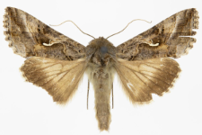 Autographa gamma