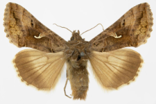 Autographa gamma