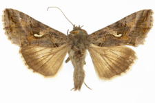 Autographa gamma