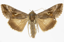 Autographa gamma