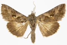 Autographa gamma