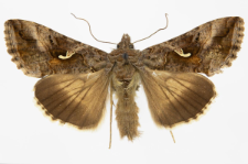 Autographa gamma