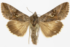 Autographa gamma