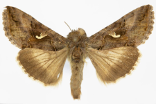 Autographa gamma