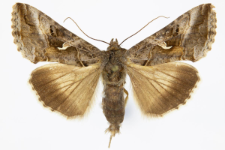 Autographa gamma