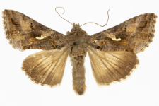 Autographa gamma