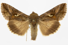 Autographa gamma