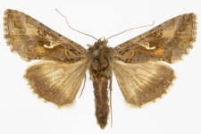 Autographa gamma