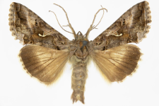 Autographa gamma