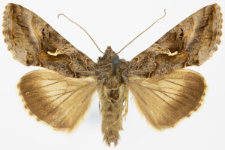 Autographa gamma