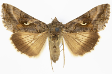 Autographa gamma