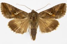 Autographa gamma