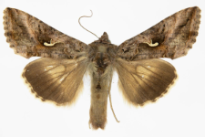 Autographa gamma