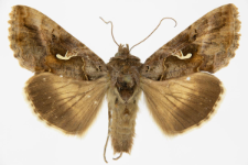 Autographa gamma