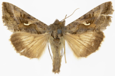 Autographa gamma