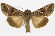 Autographa gamma