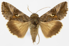 Autographa gamma