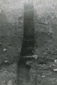 Fragment profilu zachodniego po pobraniu próbek ziemi do badań paleobotanicznych