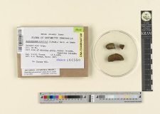 Sarconeurum glaciale (C.Muell.) Card. et Bryhn