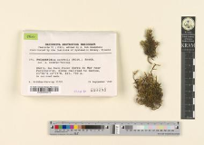 Puiggariella aurifolia (Mitt.) Broth.