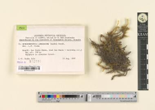 Spiridentopsis longissima (Raddi) Broth.