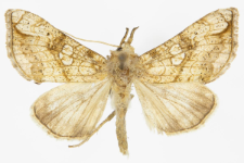 Polychrysia moneta