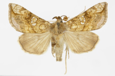 Polychrysia moneta