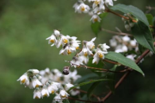 Deutzia parviflora Bunge