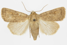 Hoplodrina ambigua