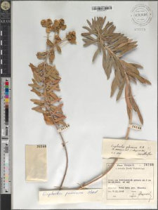 Euphorbia pannonica Host