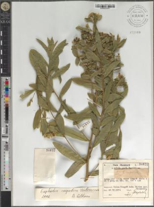 Euphorbia carpatica Wołoszczak