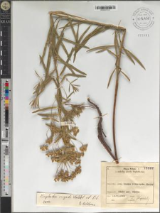 Euphorbia virgata Waldst. et Kit.