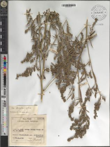 Atriplex oblongifolia × patula