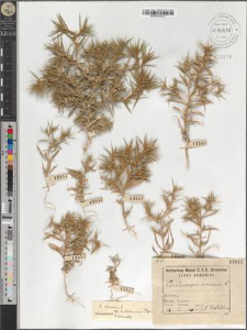 Ceratocarpus arenarius L. subsp. turkestanicus (Iljin)