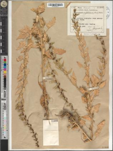 Chenopodium foliosum (Mnch.) Ascher.
