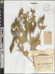 Chenopodium hybridum L. var. spicatum Beck.
