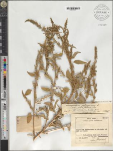 Chenopodium polyspermum L. var. acutifolium Sm. fo. amarantoides Beck.