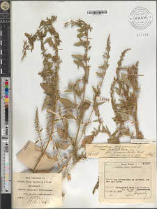 Chenopodium polyspermum L. var. acutifolium Sm. fo. amarantoides Beck.