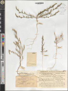 Corispermum leptopterum (Asch.) Iljin