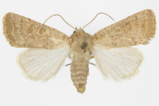 Hoplodrina ambigua