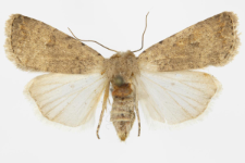 Hoplodrina ambigua