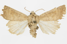 Hoplodrina ambigua