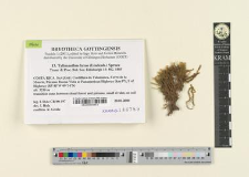 Tylimanthus laxus (Lindenb.) Spruce