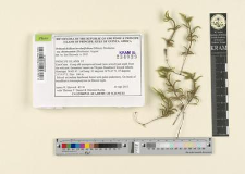 Orthostichidium involutifolium (Mitten) Brotherus subsp. thomeanum (Brotherus) Argent