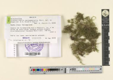 Orthostichella pachygastrella (Müll.Hal. ex Ångström) B.H. Allen & Magill