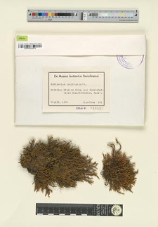 Echinodium prolixum Mitt.