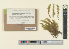 Ptilium crista-castrensis (Hedw.) DeNot.