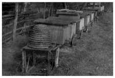 Wooden beehives and a bee skep