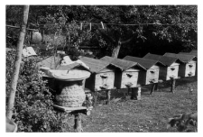 Wooden beehives and a bee skep